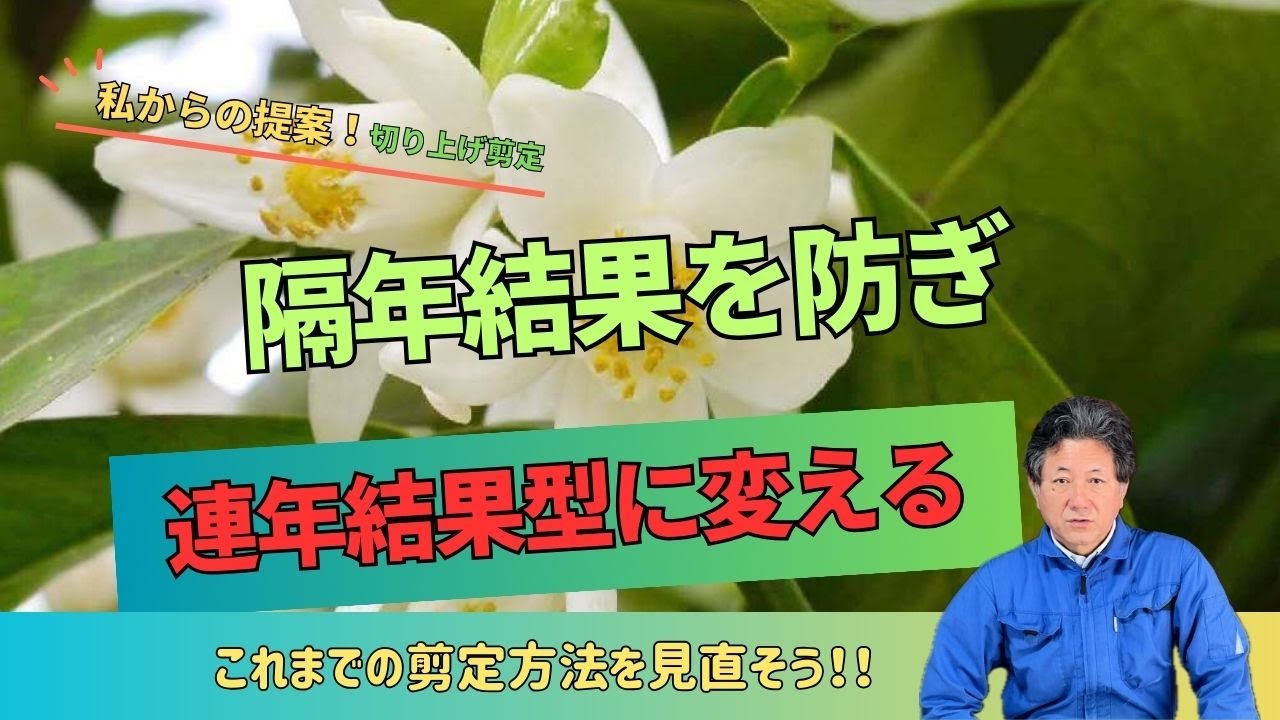 【隔年結果を防ぐ】 切り上げ剪定で連年結果型に変える【MAEDA FARM】#剪定方法 #栽培方法 #果樹栽培 #sdgs