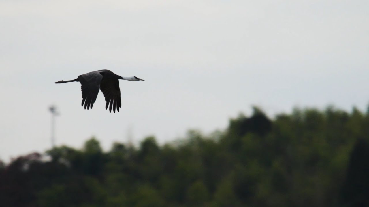 طيور الكركي في إيزومي