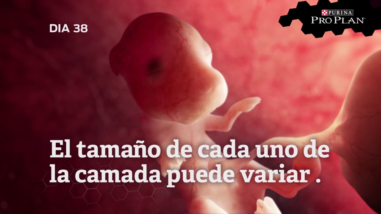 El desarrollo del cachorro