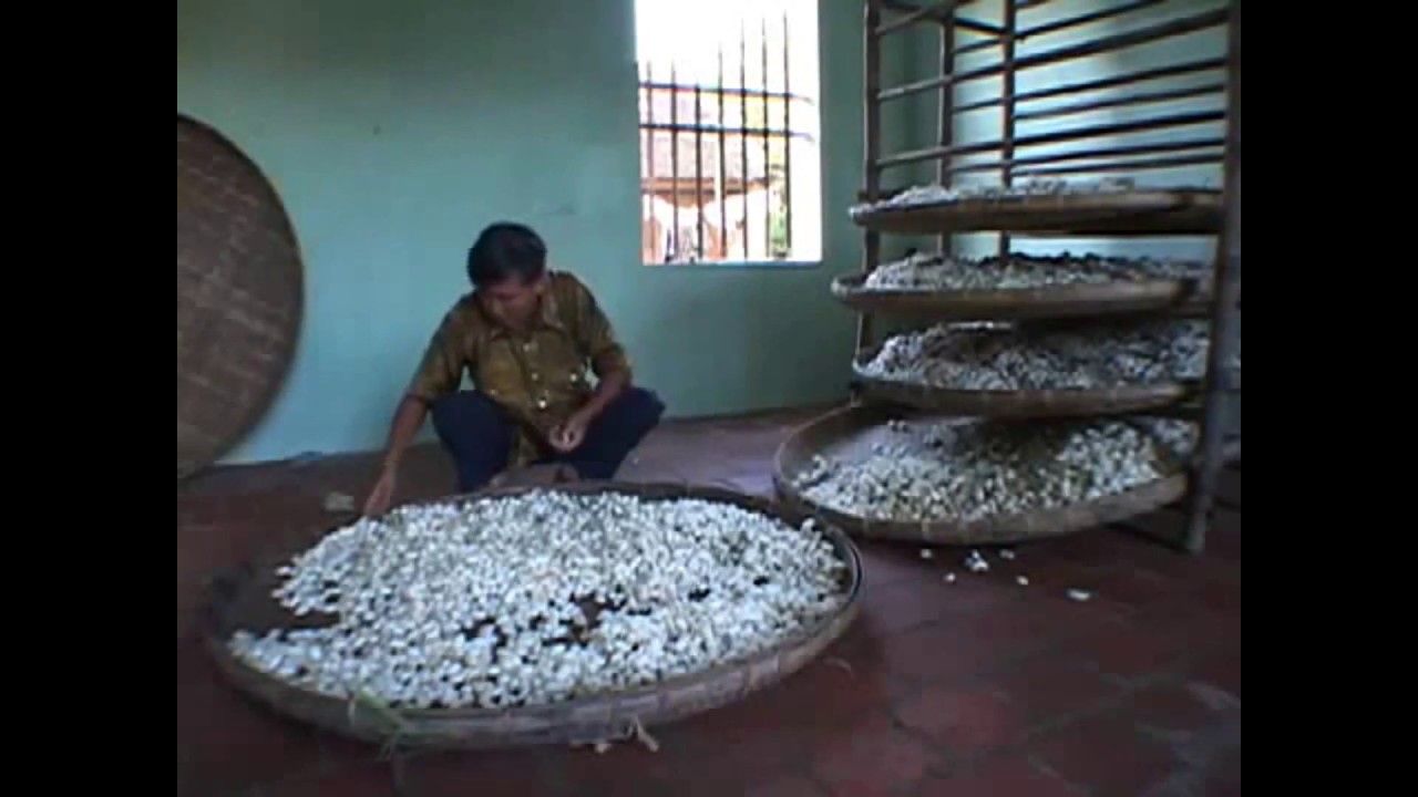 Raising silkworm & Making Silk At Home