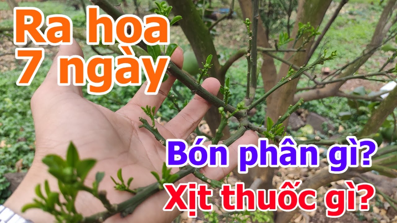 [Phần #1] [Làm bông bưởi da xanh] - Giai đoạn 7 ngày sau khi ra bông - bón phân gì, xịt thuốc gì?