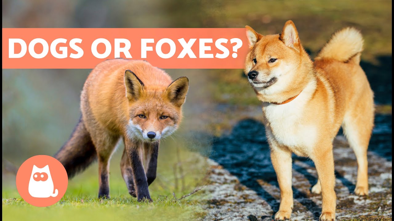10 DOG BREEDS That Look Most Like FOXES 🦊