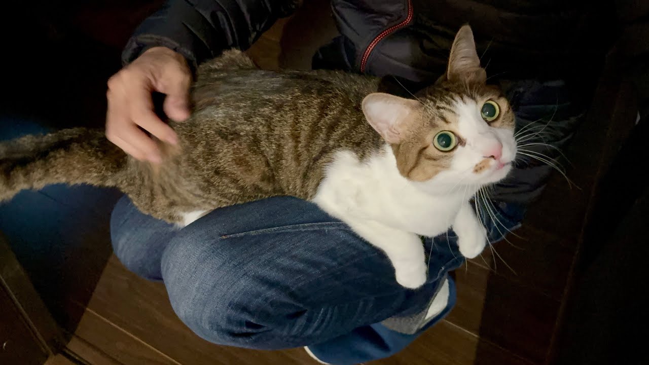 きょうのにゃんず、きょうの末っ子