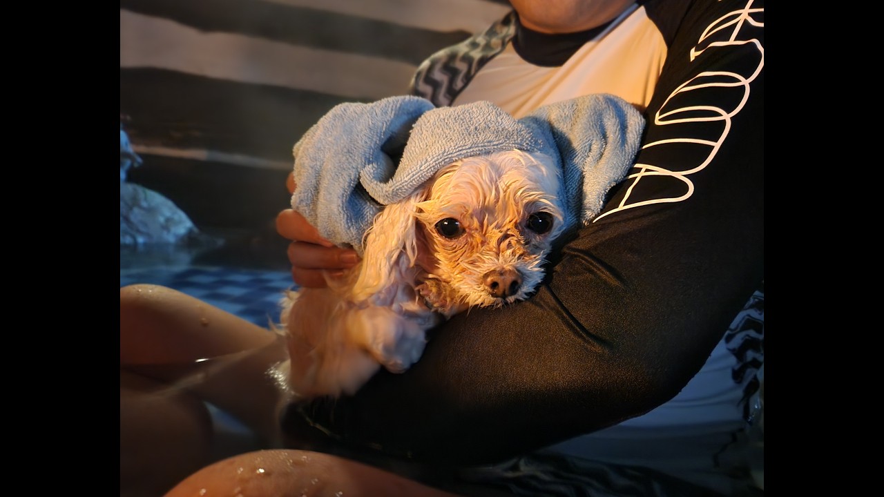 온천 강아지 양머리 강아지 면치기 강아지(feat.복골온천)