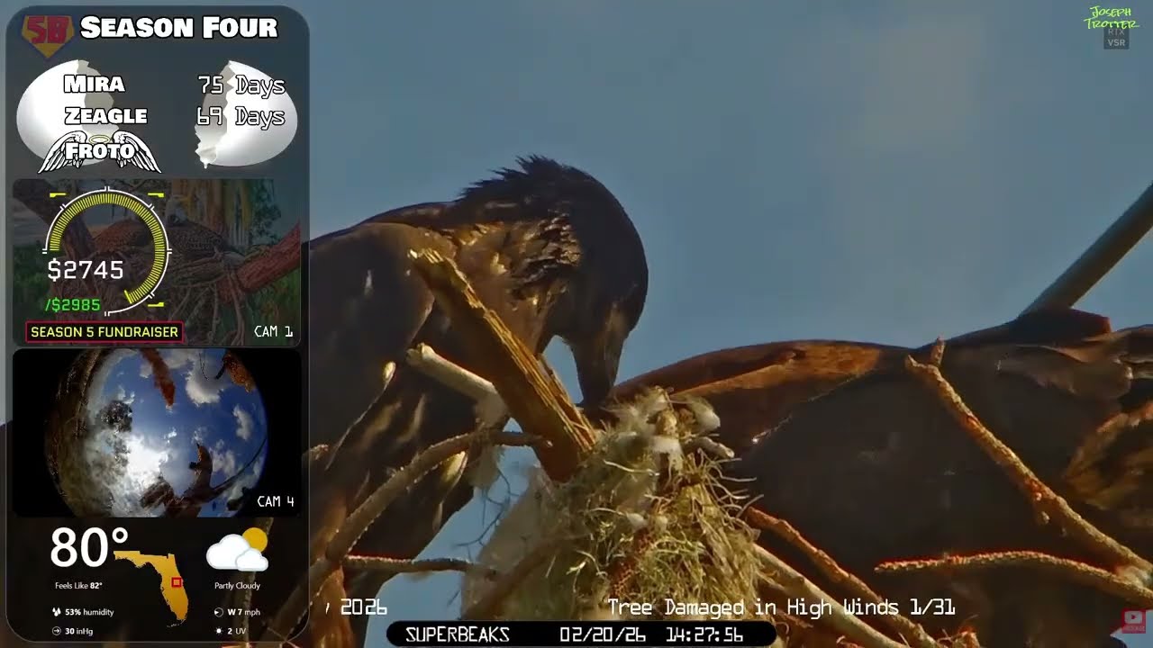 🦅Yesterday at SuperBeaks | Feb 20, 2026-Mira jummps up high & lands on Zeagle!👀Another great day!💕