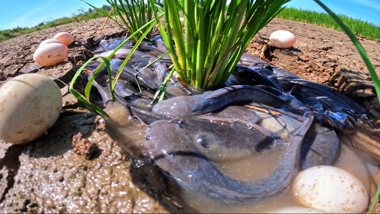 wow wow, catch a lot of fish and duck eggs in the rice field by fishing amazing
