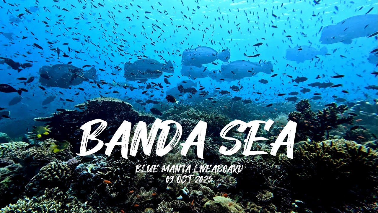 스쿠버여행 @ 인도네시아 반다해 2025년10월 | Scuba trip to , OCT 2025