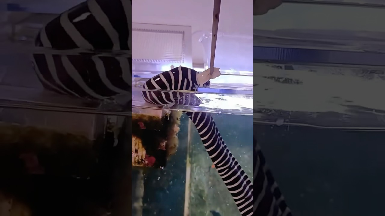 Niesamowita murena zebra 🤭
