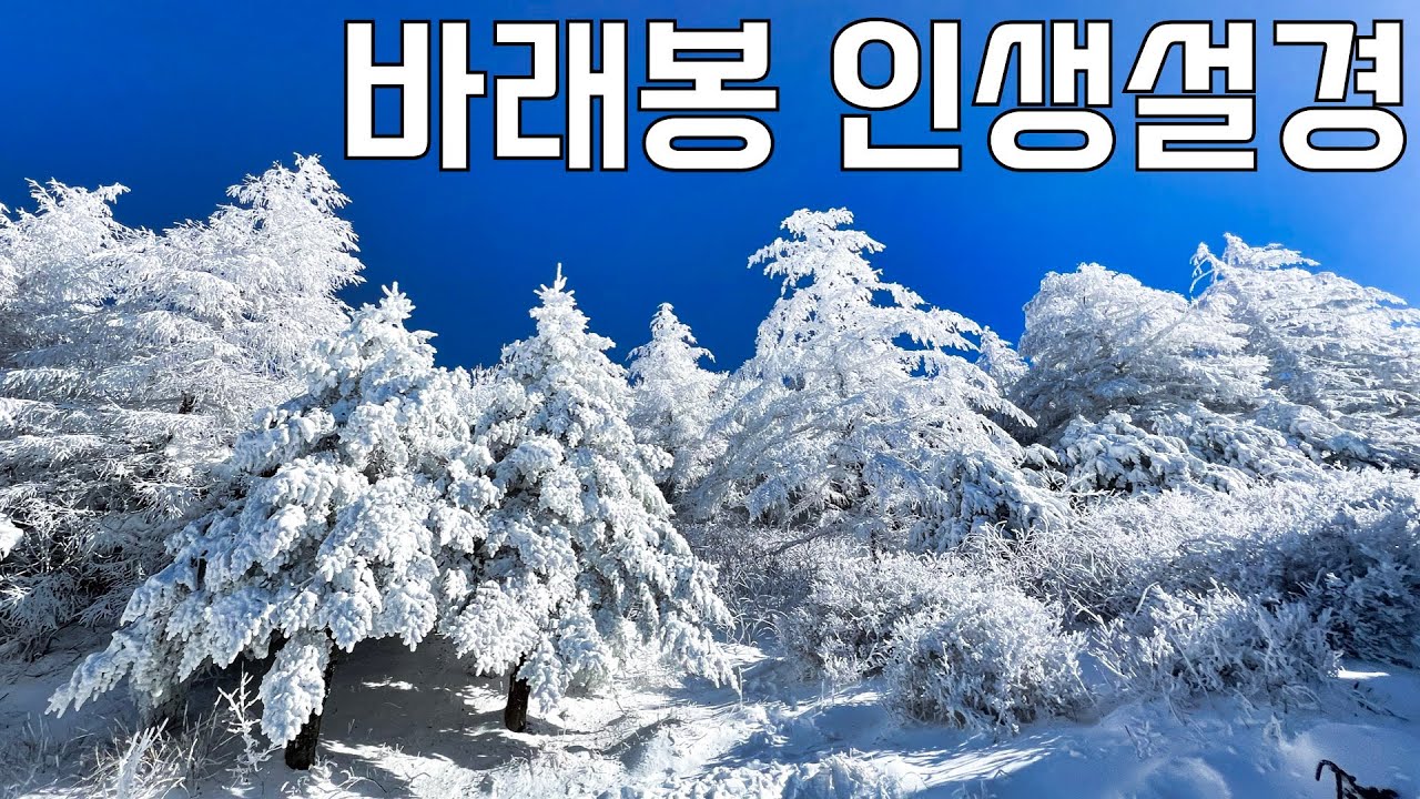 이래서 바래봉 바래봉 하는거구나... 드디어 만난 지리산 바래봉 눈꽃의 진면목 | 등산 vlog