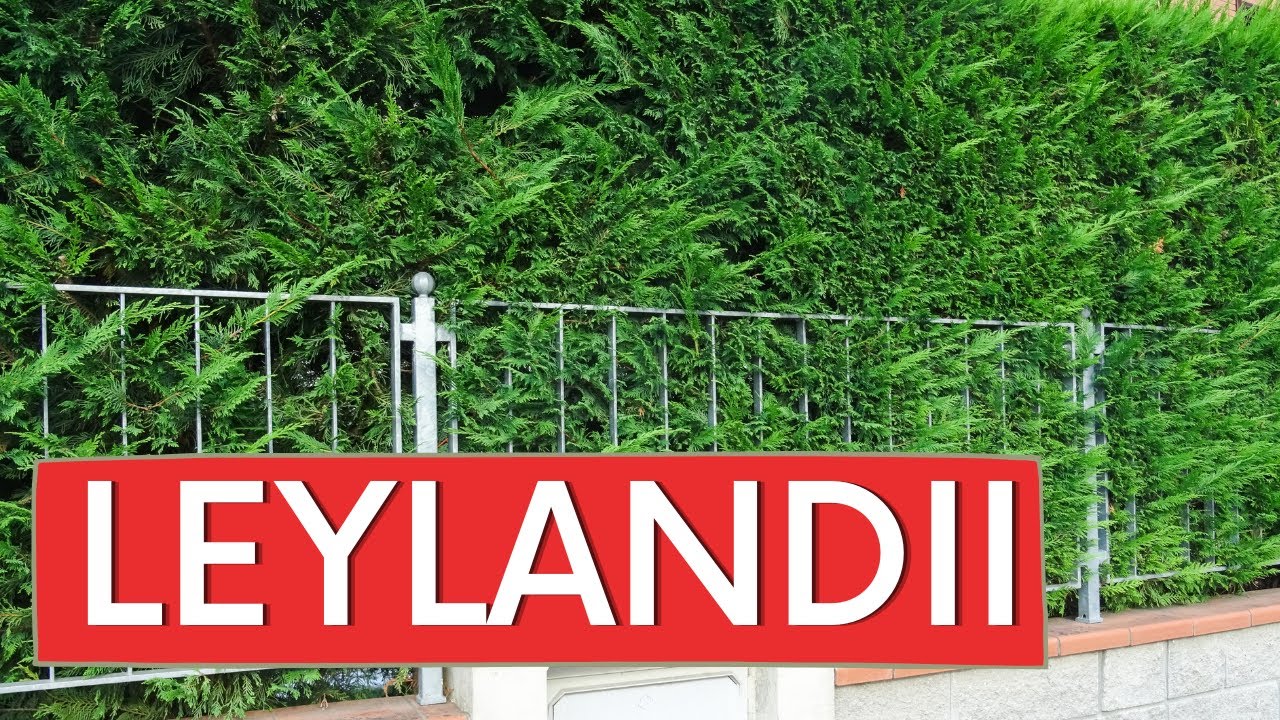 Cupressocyparis leylandii, per una siepe alta e sempreverde!