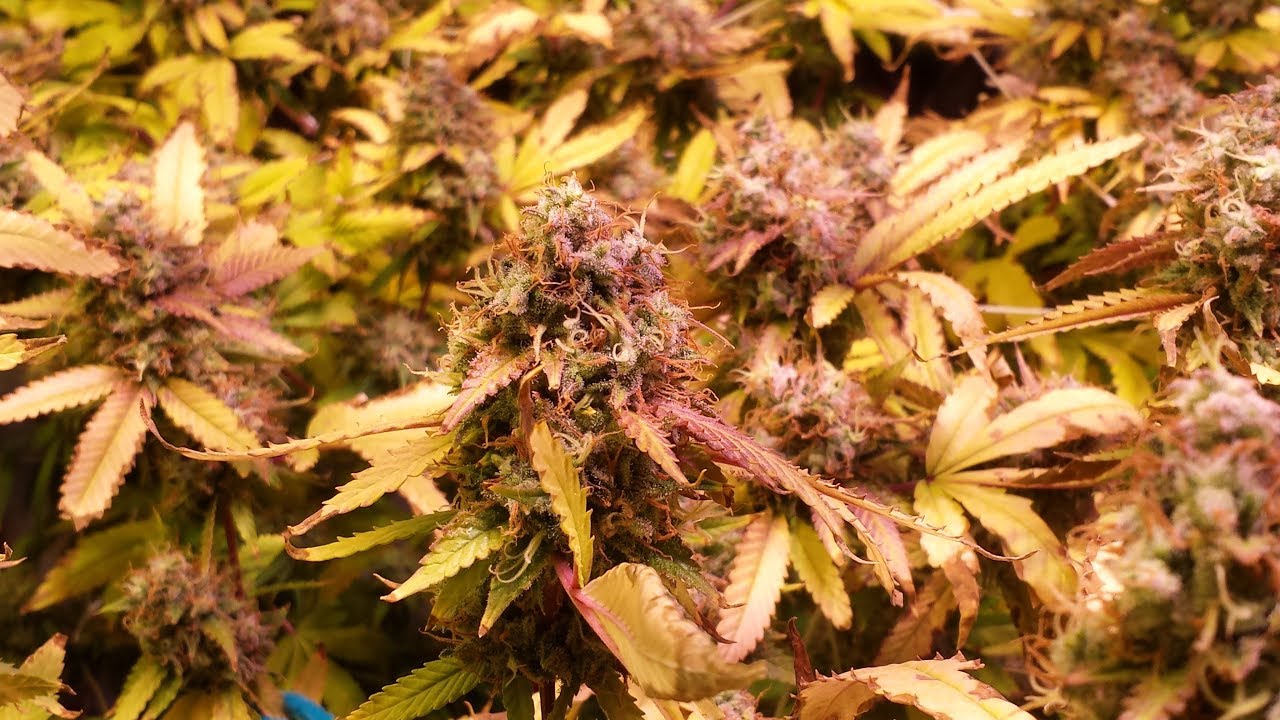 Week9/5 September 15th Eds Garden Update LSD/Peyote Critical/Gelato/Sour Diesel