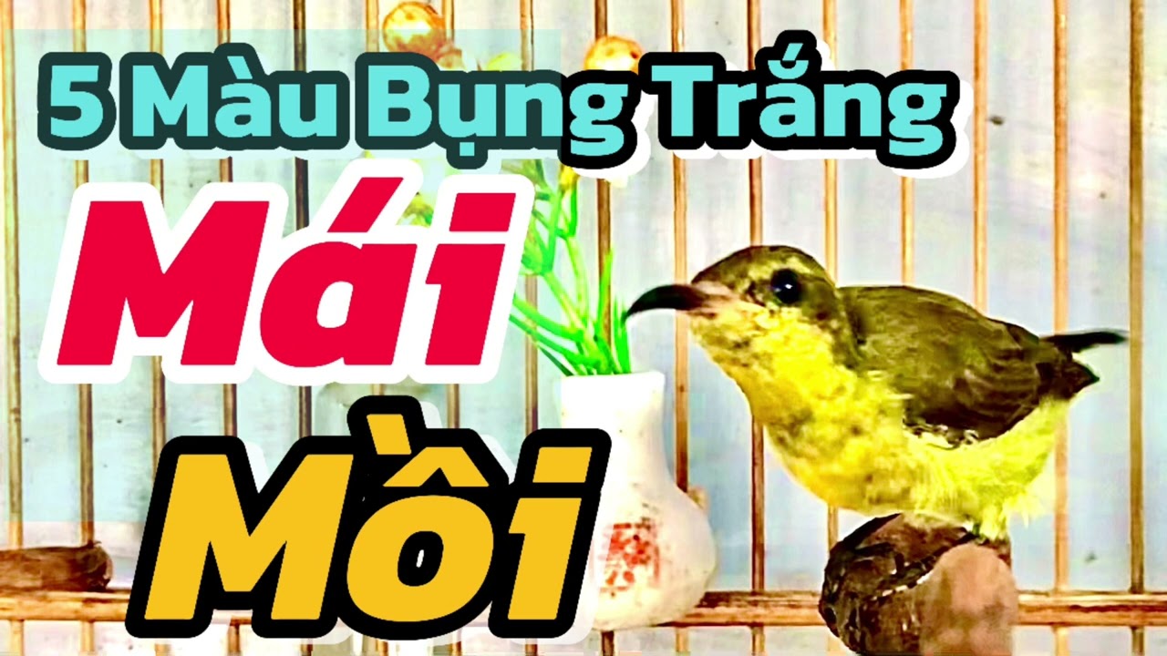 Tiếng Hút Mật 5 Màu Bụng Trắng Mái Mồi Gọi Bầy , Dụ Bổi Về Nhiều  #hutmat5mau #hútmật