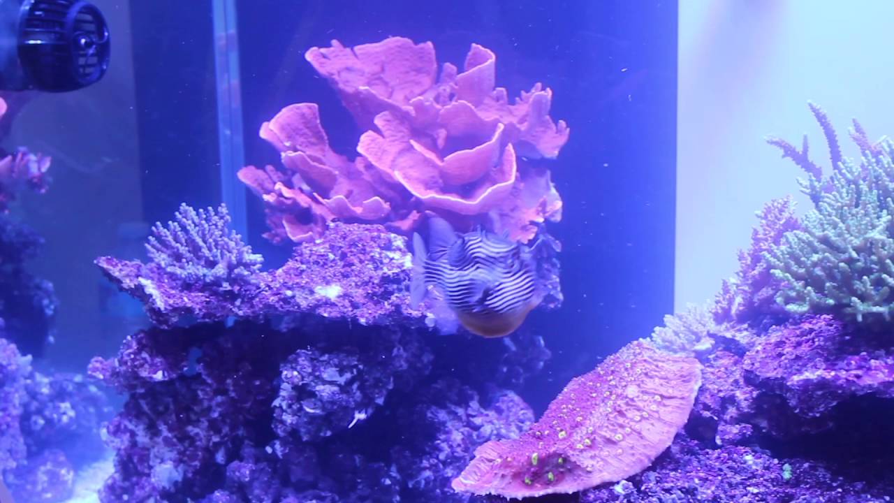 $600 Ornate Trunkfish At Ecotech's Awesome Reef Tank MACNA 2016