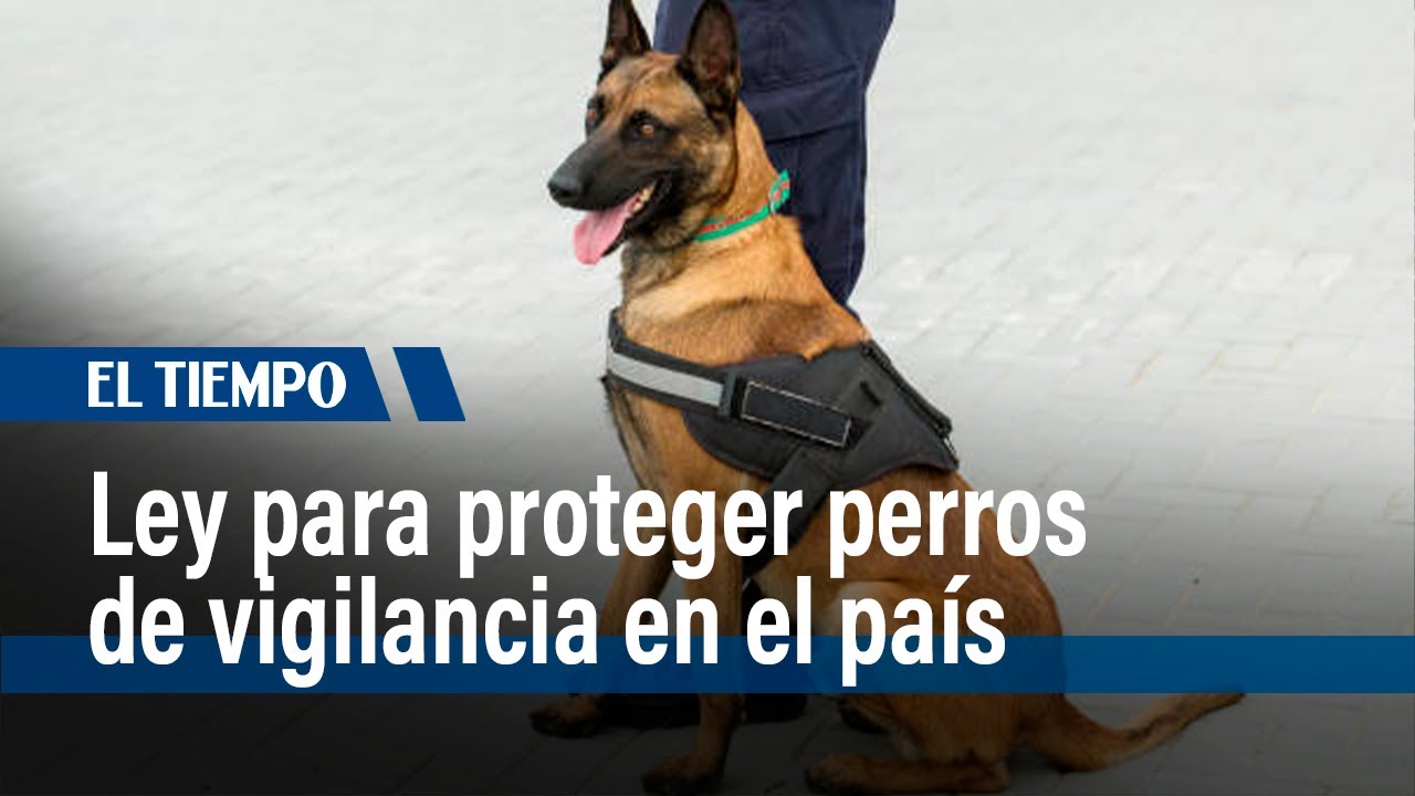 Aprueban 'Ley Lorenzo', para proteger a los perros de vigilancia en Colombia | El Tiempo