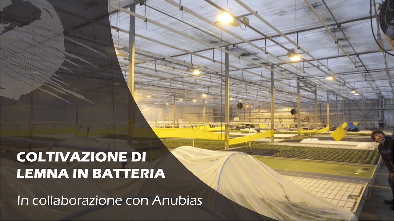LEMNA MINOR: sperimentazioni a batteria in collaborazione con Anubias