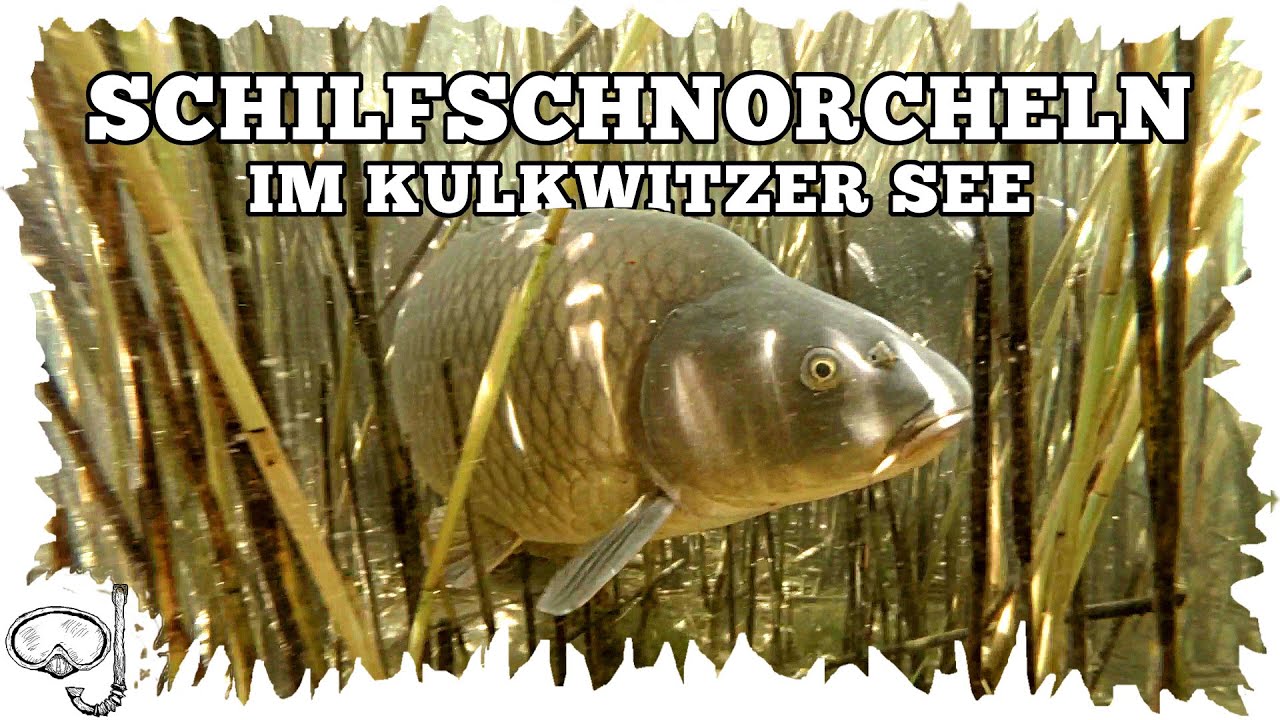 Schilfschnorcheln im Kulkwitzer See - Mit der GoPro und den Karpfen tauchen