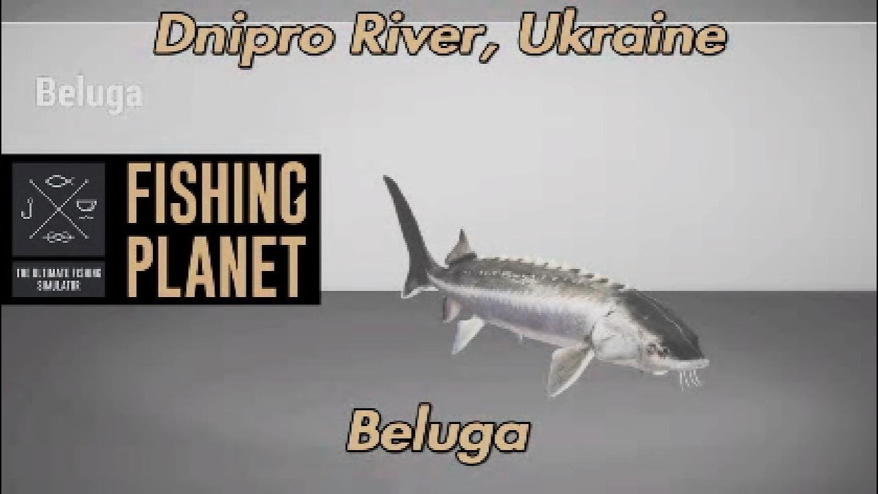 Beluga Dnipro River Ukraine Fishing Planet Guide