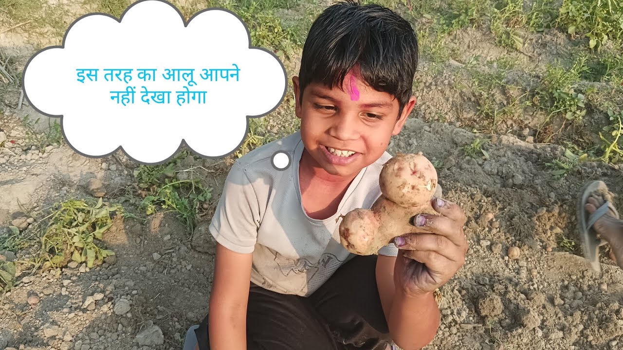 आज हम लोग गए आलू खोदने........