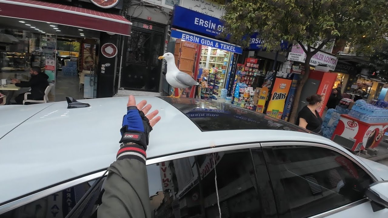 شو كيوت هالنورس 🥹