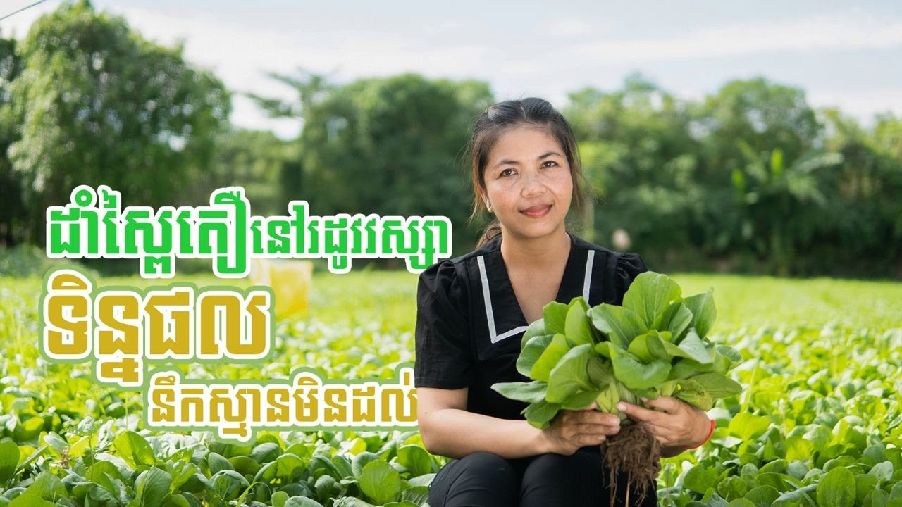 ដំណាំស្ពៃតឿដាំដុះរដូវវស្សាទិន្នផលនឹកស្មានមិនដល់