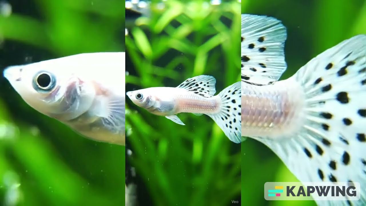 Top 5 Extremely Rare Guppy Strains