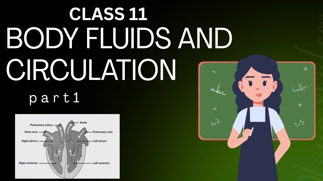  Body fluids and circulation class 11 part 1 HUMAN PHYSIOLOGY complete explanation zoology 