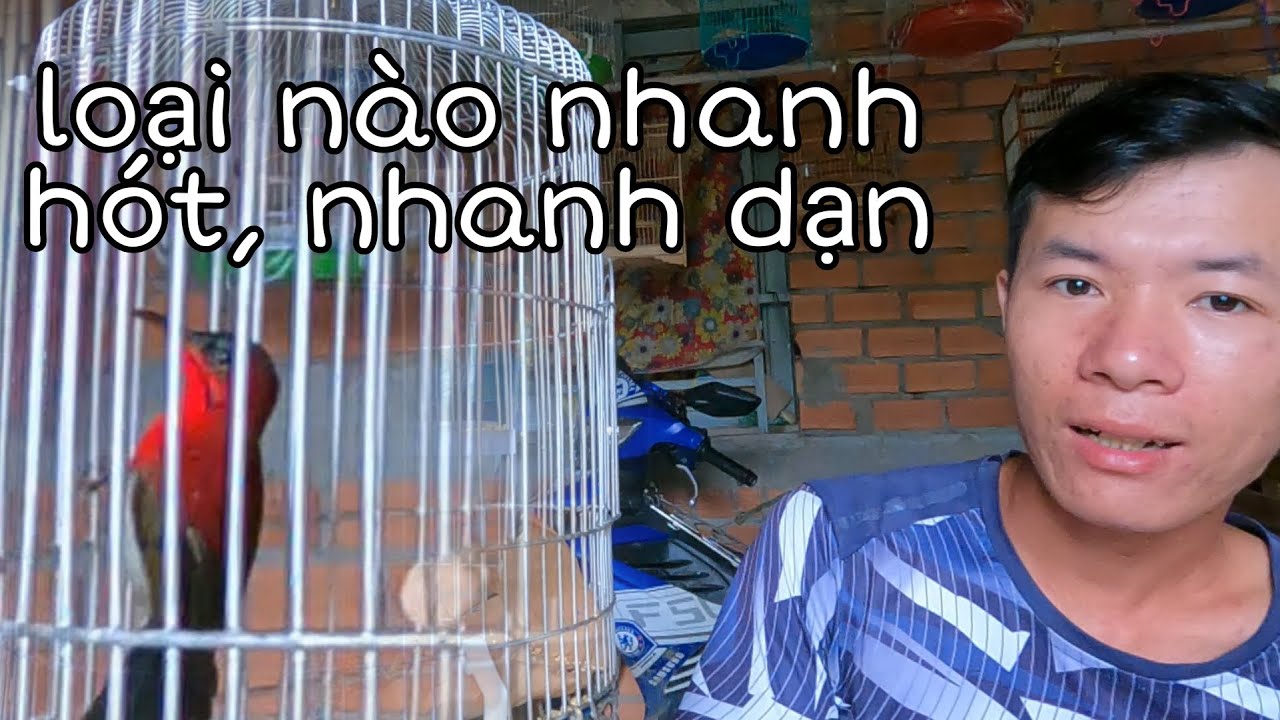 Nuôi Chim Hút Mật Bao Lâu Thì Hót, Bao Lâu Thì Dạn ? Mới Nuôi Thì Chọn Loại Nào?