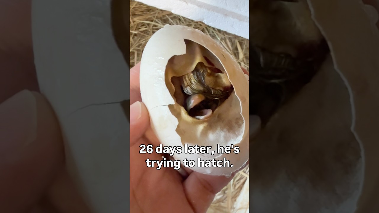 Это яйцо не должно было вылупиться, но я не сдамся так просто. 🪿🐣 #гусь #гусята #вылупление