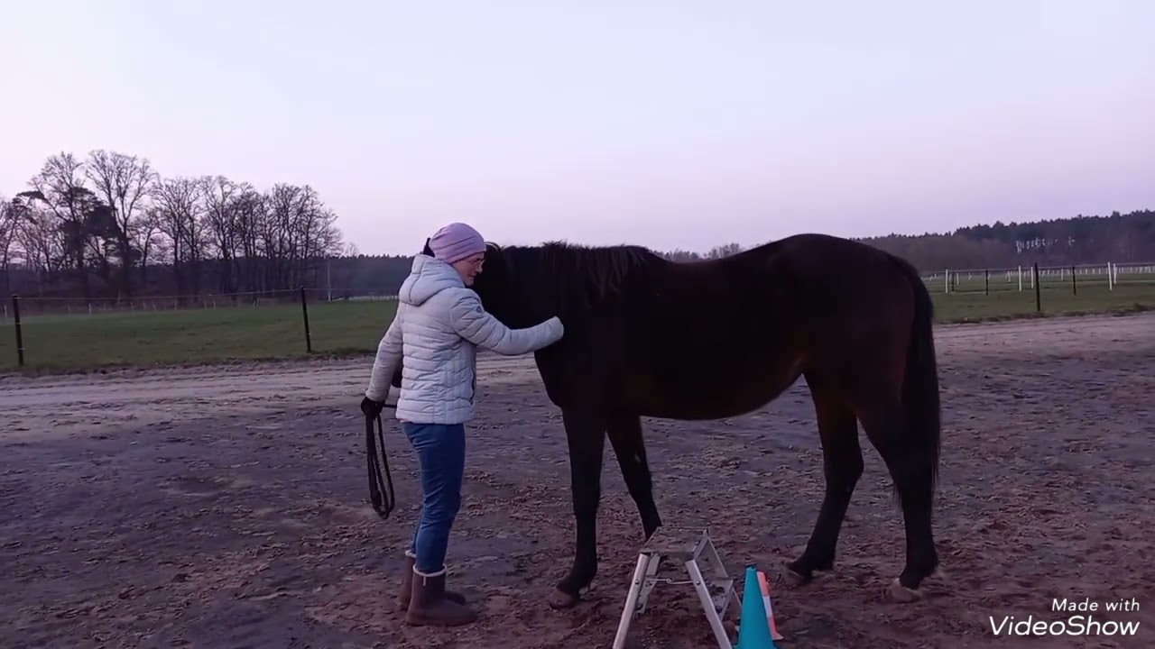 Elana - Ausbildung zum Therapiepferd 😊