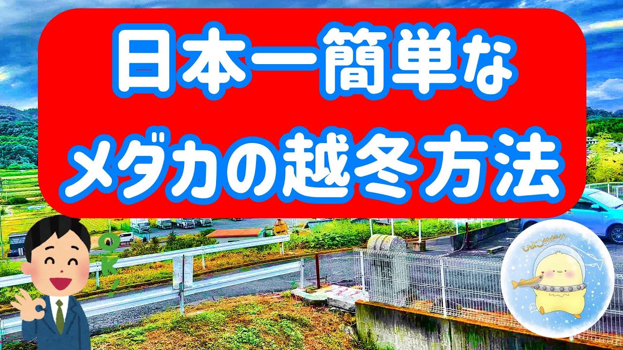 【初心者向け】日本一簡単なメダカの越冬方法を解説します。【ひよこめだか/メダカ飼育】