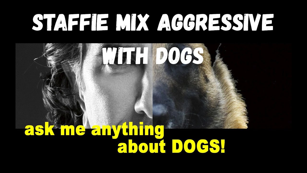 Staffie Mix Sometimes Aggressive - Robert Cabral Dog Training Video