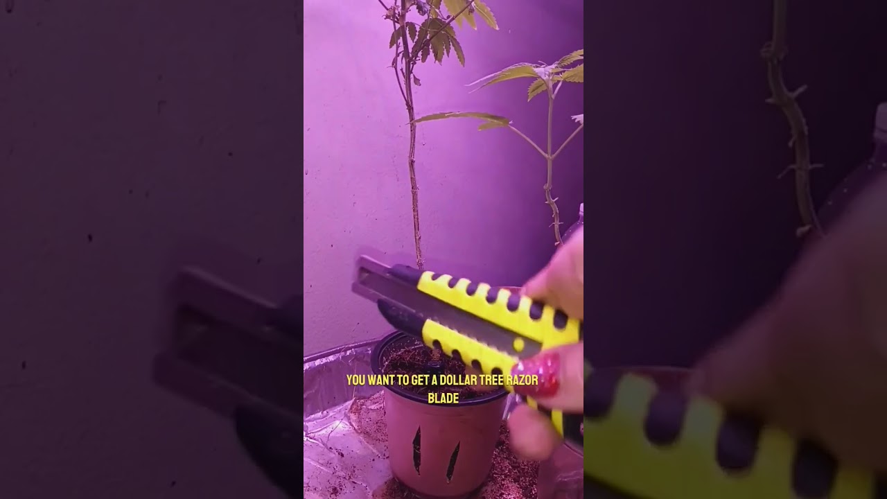 #420 #helpfultips #lifehacks #spikesrobin #subscribe #anime