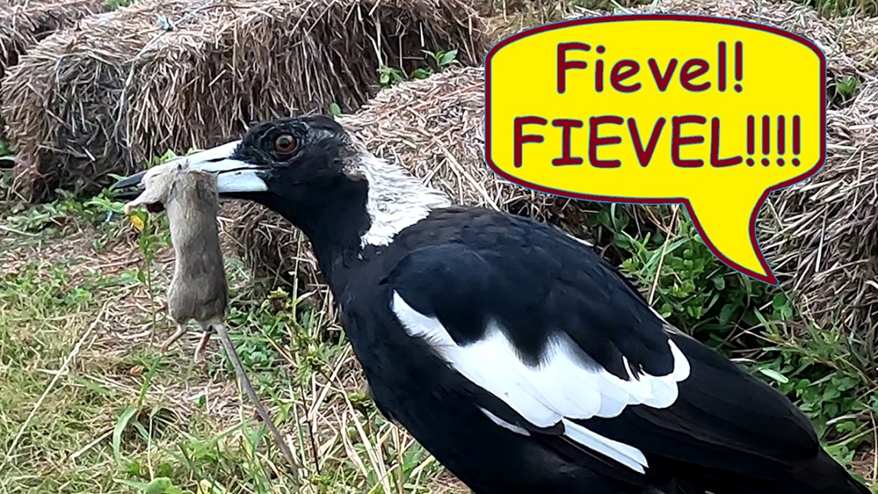 Fievel goes West! Dad Australian Magpie nails a mouse for the chicks!