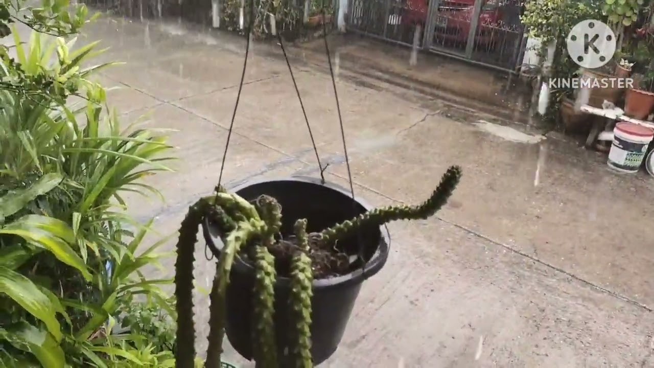ฝนคือตกหน้านี้