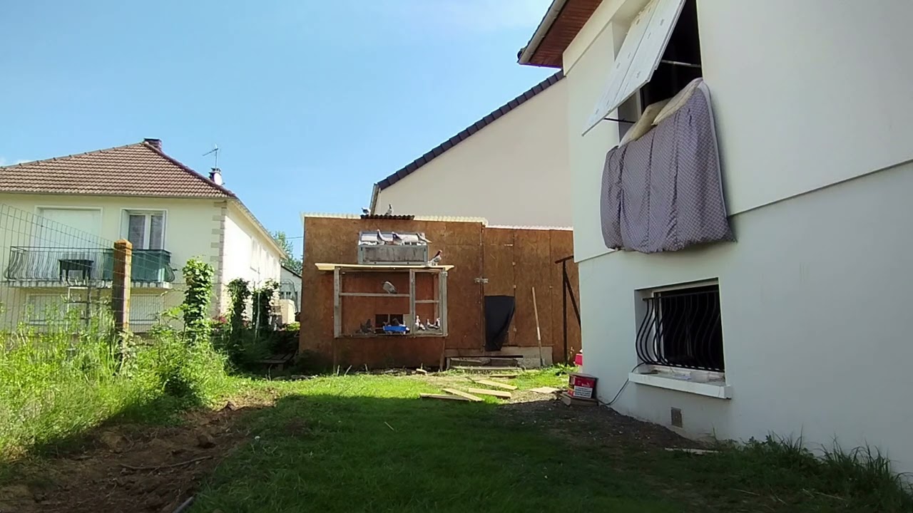 دخول #الحمام_الزاجل  من مطلق 315 كيلو Treignac #pigeon