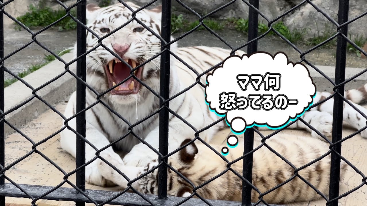 ママ迫力満点の威嚇❗️子を守る母の愛🐯❤️　3月31日 東武動物公園　ホワイトタイガー赤ちゃん