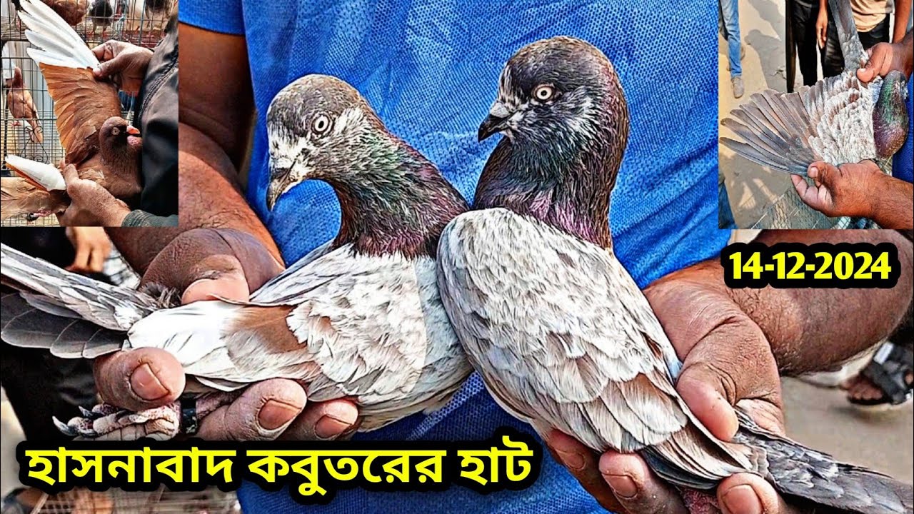 14-12-2024 হাসনাবাদ কবুতরের হাট | Hasnabad kobutor hat | কমদামে কবুতর | গিরিবাজ কবুতর | Pigeon price