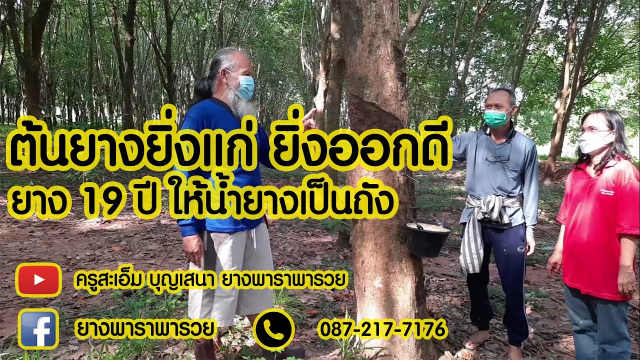 EP.19 ต้นยางยิ่งแก่ น้ำยางยิ่งออกดี พี่น้องชาว อ.วาริชภูมิ จ.สกลนคร ยืนยัน 10/10/64