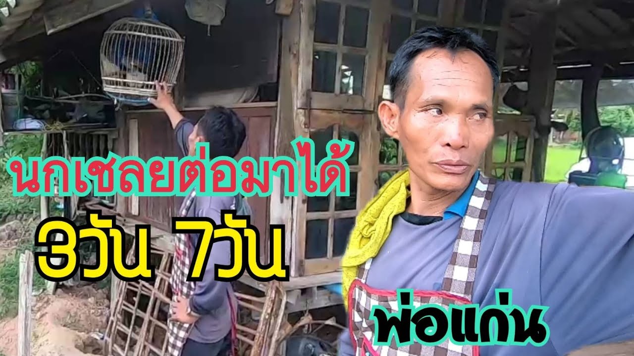 นกเชลยต่อมาได้ 3 วัน 7 วัน