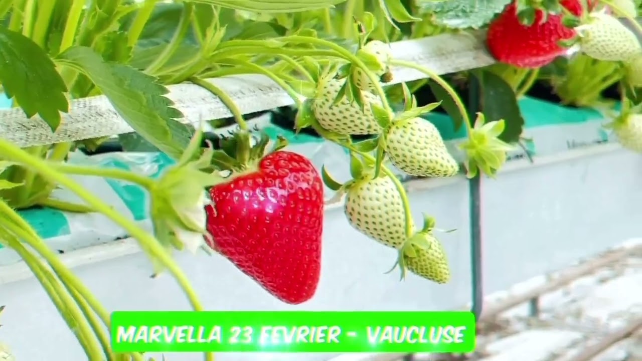 Marvella la fraise 🍓