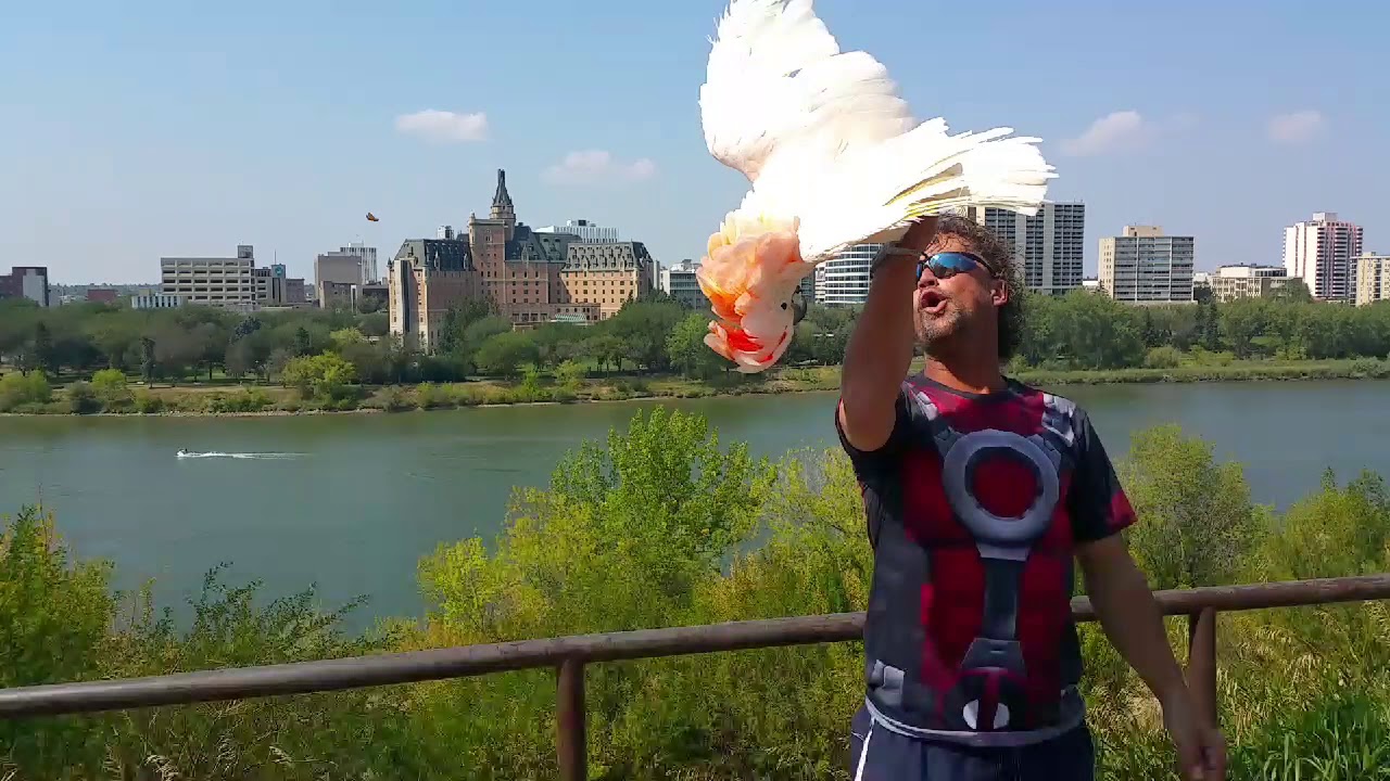 Pebble shows off Saskatoon