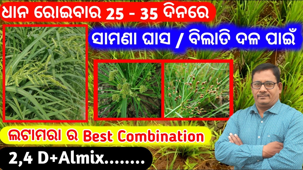 ସାମଣା ଘାସ ନିୟନ୍ତ୍ରଣ  ପାଇଁ ଲଟାମରା ର Best combination II Top herbicide