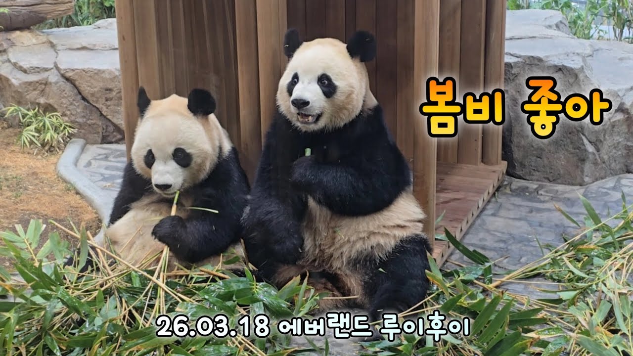 루이후이는 봄비 소리와  유채꽃향으로 봄을 느껴요💕26.03.18 Everland Ruibao Huibao 