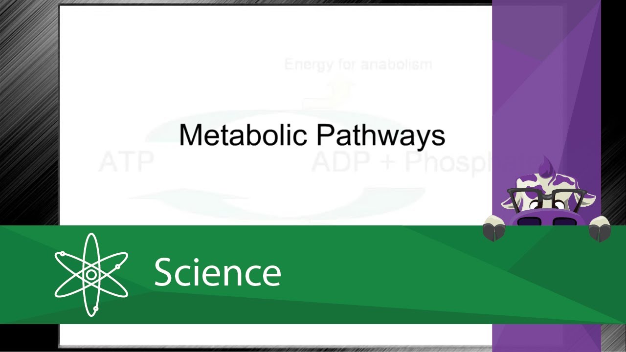 Metabolic Pathways (Screencast)