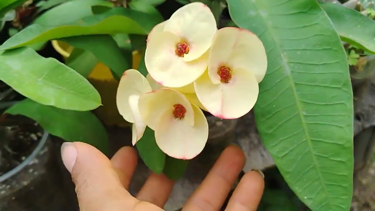 Floración de las coronas de cristo bajo techo transparente