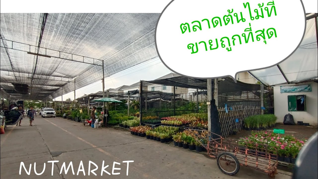 ตลาดต้นไม้ซอยพระเงิน บางใหญ่ ซอยนี้ถูกที่สุดแล้ว