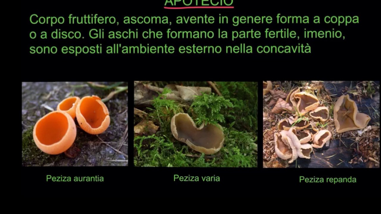 IL MERAVIGLIOSO MONDO DEI FUNGHI - MICOLOGIA - LEZIONE 8 - ASCOMYCOTA - TIPI DI ASCOMI