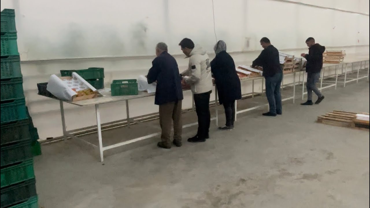 Zirədə 5/ha müasir avadanlıqlı İstixana Satılır Sened qaydasinda Sahibi 0514235707  Илхам Məllim