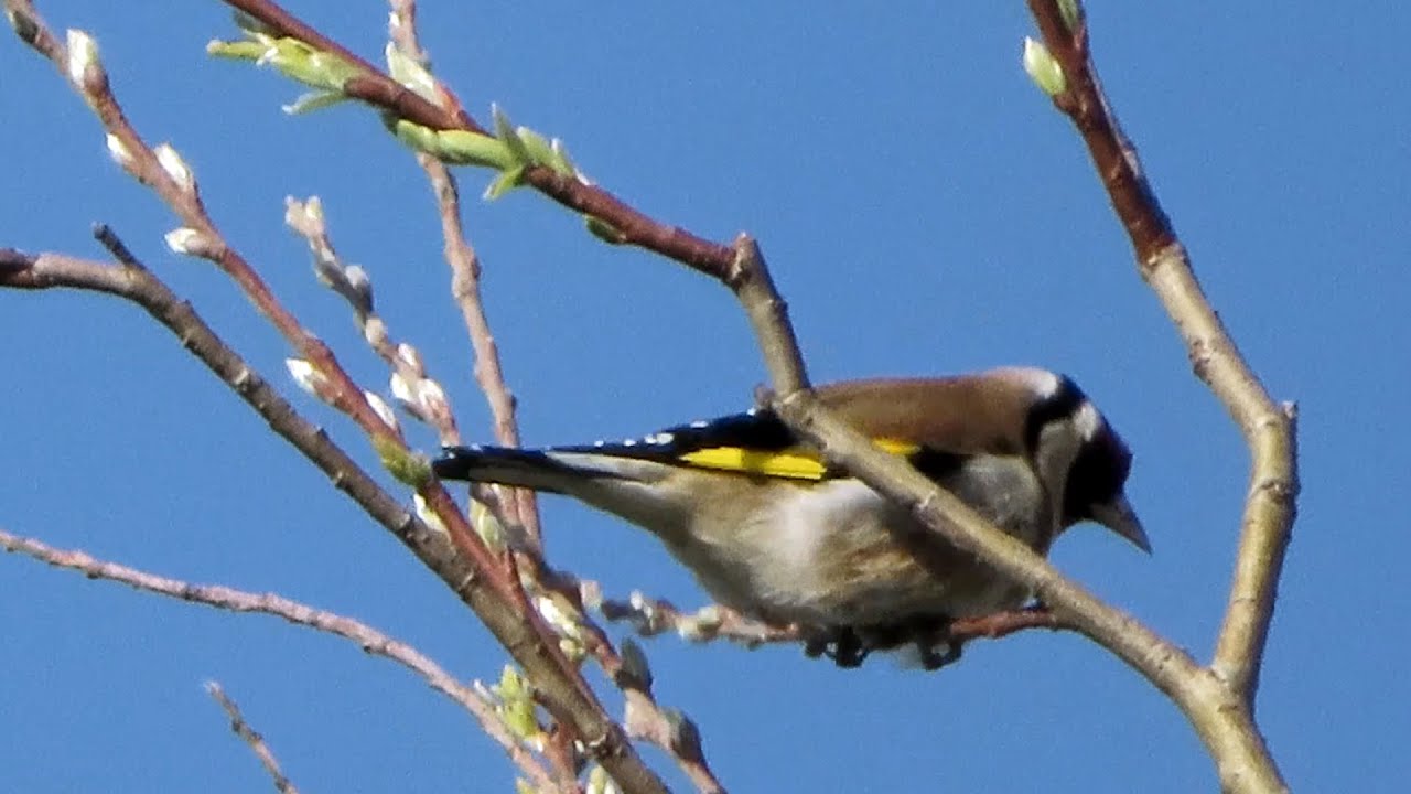 Natuur Vonkerplas 25 maart 2020