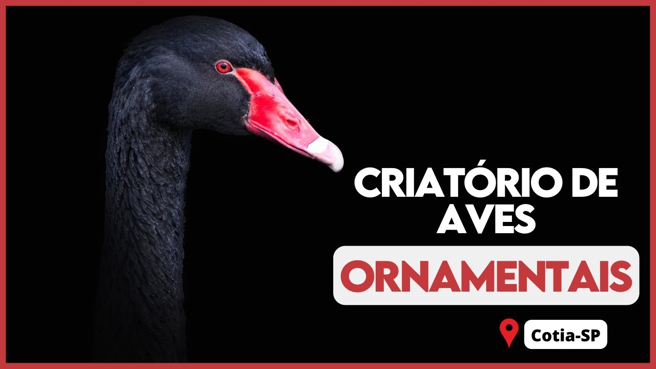 Um dos mais BELOS CRIATÓRIOS que eu já visitei. Aqui tem de tudo.